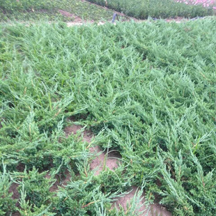 High-Quality Creeping Juniper for Landscaping Projects, Creeping Juniper Seedlings for Year-Round Evergreen Landscaping