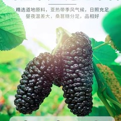 新疆桑の実 ドライフルーツ 500g 乾燥して食べられる黒桑の実 黒桑の実 乾燥クコ 水茶 公式旗艦店