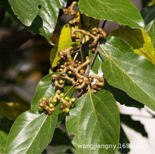 批发苗圃拐枣树苗拐枣小苗万寿果鸡爪连金钩梨当年结果盆栽南北方