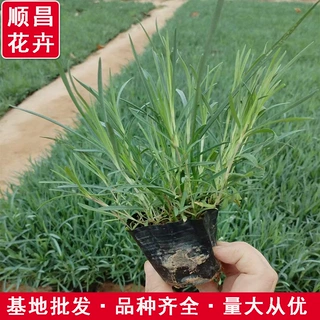 地被石竹 景观工程苗木宿根花卉基地地被石竹 盆栽地被石竹