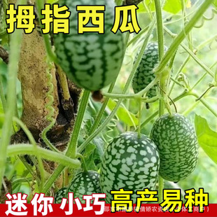 ĴָС���Ͽ�ʳ���^�p���������ļ��̨����СԺ�׷NĴָ���ϷN��