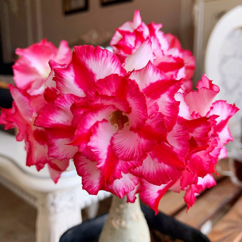 # 32 홍장사막(3년생 모종) 같은 해에 개화