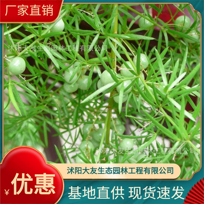 Tianmendong базовые Оптовые сорта собственного производства с комплектом зеленых саженцев с живописным ландшафтом