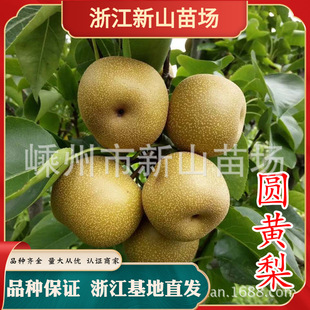 �A�S���ּt���������Ԉ@�S�Ϸ�̥��t�޽Ӹߙn�tƤ�����t����