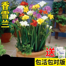 �M����ѩ�m�N�������ذꎧ������ɫС�n�m�҃��ļ��_�����ܾGֲ��