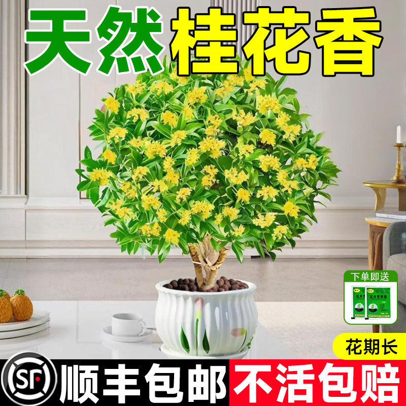 桂花树苗盆栽四季桂金桂月月开花浓香型花卉植物室内阳台好养植物