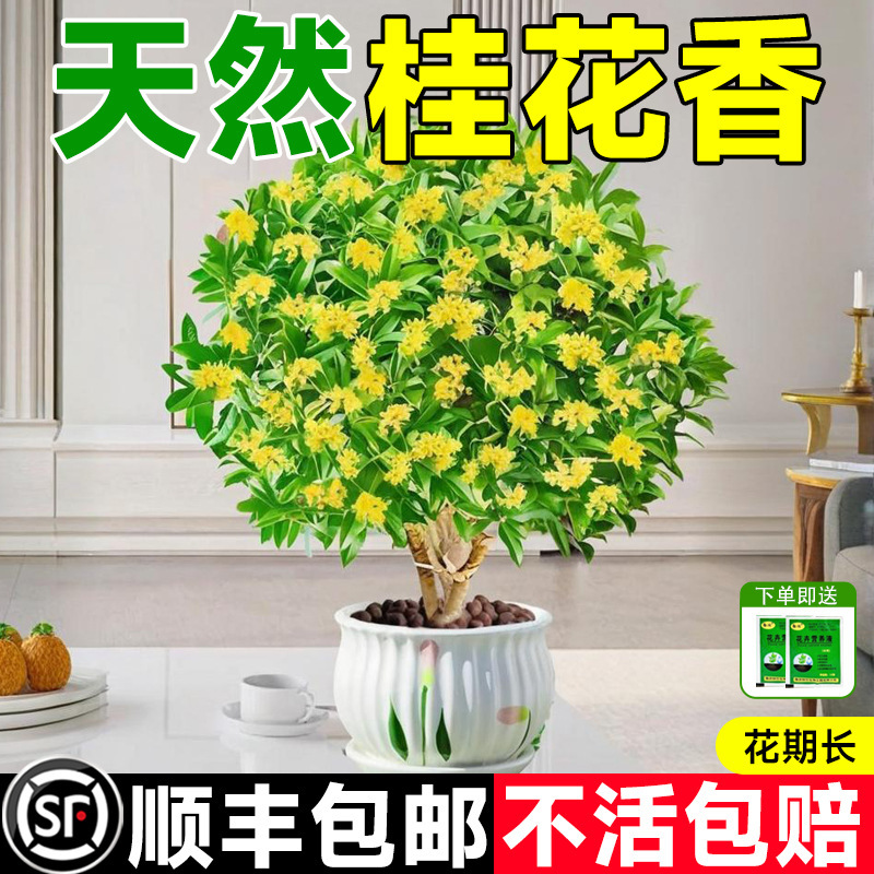 Osmanthus Sapling Potted Plant, Four-Season Osmanthus, Golden Osmanthus, Blooming Every Month, Fragrant Flower Plant, Easy-To-Grow Plant for Indoor Balcony Osmanthus Sapling Potted Plant, Four-Season Osmanthus, Golden Osmanthus, Blooming Every Month, Fragrant Flower Plant, Easy-To-Grow Plant for Indoor Balcony