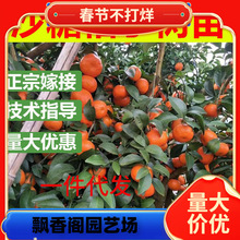 һ�����lɳ�ǽۘ�����������Ϸ������Nֲ���Ә���̽۹�������