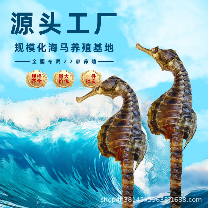 【公母配对】海马干货一对非中药材泡酒非三斑滋补大全泡酒好料|undefined