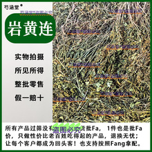 岩黄连云南野生中药材岩胡岩莲菊花黄莲新货无硫