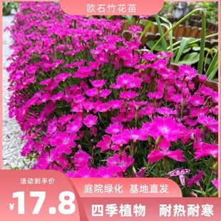 һ�����l�Wʯ�������ʯ�񻨎������ļ������ƺ�׻��ͺ�ֲ��ͥ