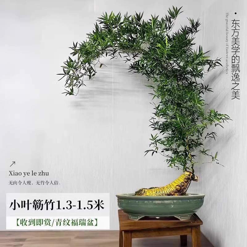 【带根老桩】A+级精品造型小叶簕竹 1.3-1.5m【青纹福瑞盆】