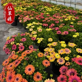 宿根花卉;一二年生花卉;灌木