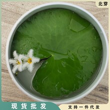 一叶莲浮萍水水培植物花卉养龟虾鱼缸铜钱四季盆栽非睡莲碗莲