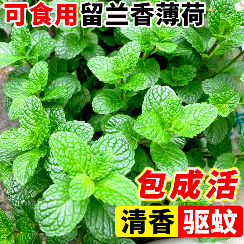 Edible Spearmint Potted Catnip Leaves Mosquito Repellent Plant Indoor Office Courtyard Easy to Maintain All Year Round