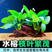鱼缸造景莫斯沉木水榕活体无土植物懒人真水草大叶榕沉木草场直发