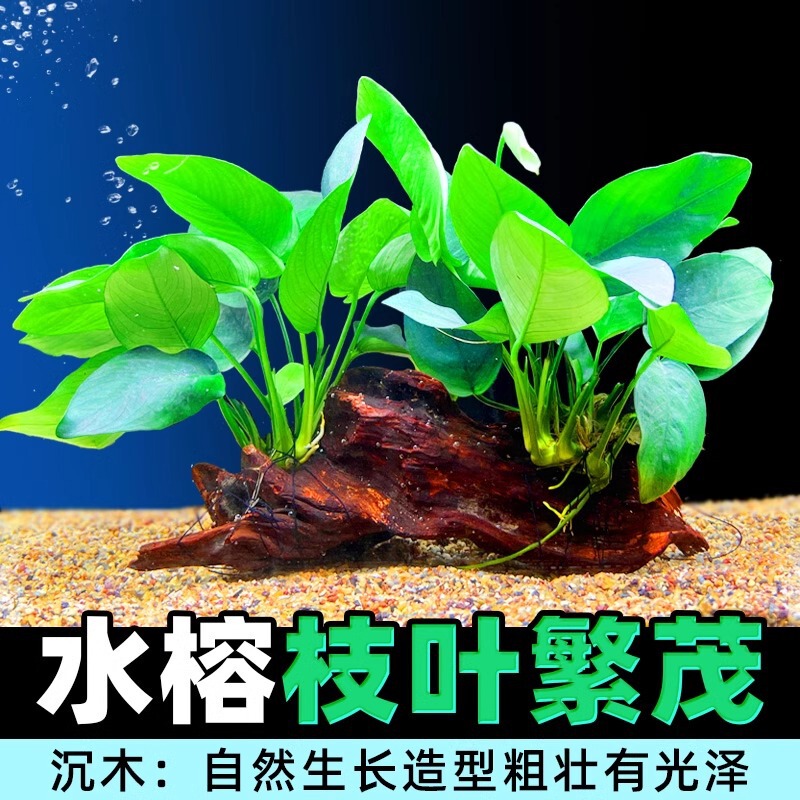 Fish Tank Landscaping Moss Sunken Wood Water Banyan Live Soilless Plant Lazy Real Water Grass Big Leaf Banyan Sunken Wood Pasture Straight Hair