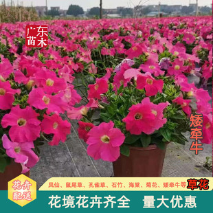 ����ţ�̶��Ѳʻ��ѕr���ݻ����c������Ҏ���R���ԕr���������l