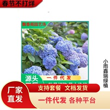 莎的花园大花绣球八仙花盆栽庭院阳台家庭花卉无尽夏逃跑新娘绣球