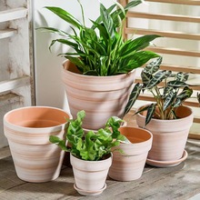 ���z�������莧�бP����������ֹ�ͥԺ�Gֲ����͸��t�ջ������l