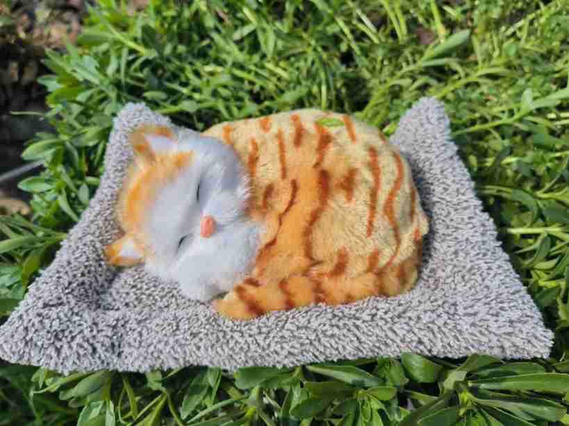 Gato naranja amarillo grande para un gato de pelo gris