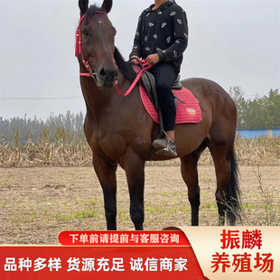 �F���B�R�����l�ɹ��R �����R һƥ�R �T���R�Bֳ��