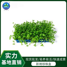 水草爬地珍珠盒前景草大小鱼缸装饰爬地珍珠水草易养易活造景现货