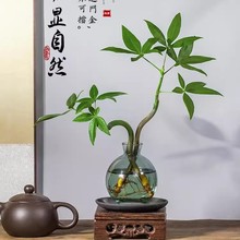 水培植物发财树奇趣造型办公室内桌面四季常青好养绿植招财摆件