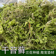 新鲜干苔藓蝴蝶兰花水苔青苔铁皮兰花种植育苗营养土爬宠垫材