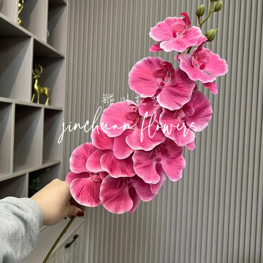 베고니아 레드