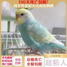 虎皮鹦鹉活鸟活物手养鹦鹉小鸟活鸟会学说话的鸟类活鸟宠物鹦鹉鸟