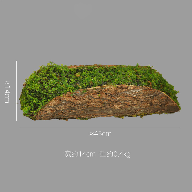 나무껍질 이끼 - 길이 45cm