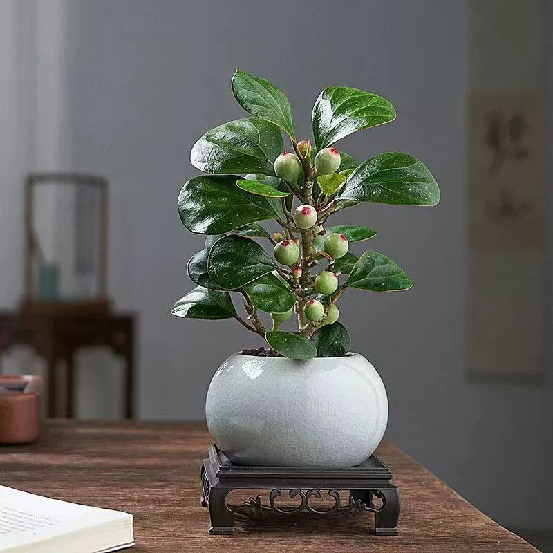 Маленькое дерево Бодхи, горшечное растение, офисное зеленое растение, гостиная, настольное растение с фруктами, старый пень, бонсай, комнатный орнамент в стиле дзен.