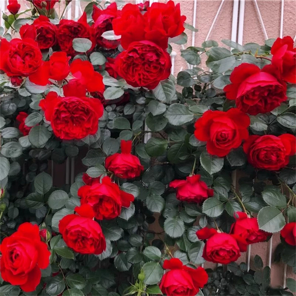 Рассада роз Jinxiangyu желтой серии с цветочным бутоном цветок зеленое растение балкон в горшке большой цветок Лучжоу-аромат рассады роз