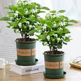 盆栽;乔木;灌木