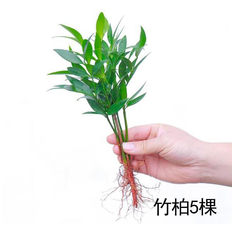 ไม้ไผ่ไล่ยุงและไซเปรส5ชิ้น [ส่งสารละลายธาตุอาหาร] ไม่มีกระถาง