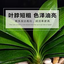 君子兰阳台盆栽四季常青耐寒植物电商跨境爆款室内兰花苗绿植花卉