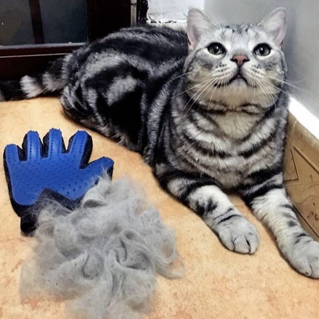 手套猫狗通用撸猫神器宠物专用去浮毛毛发整理器清洁用品梳毛刷毛|undefined