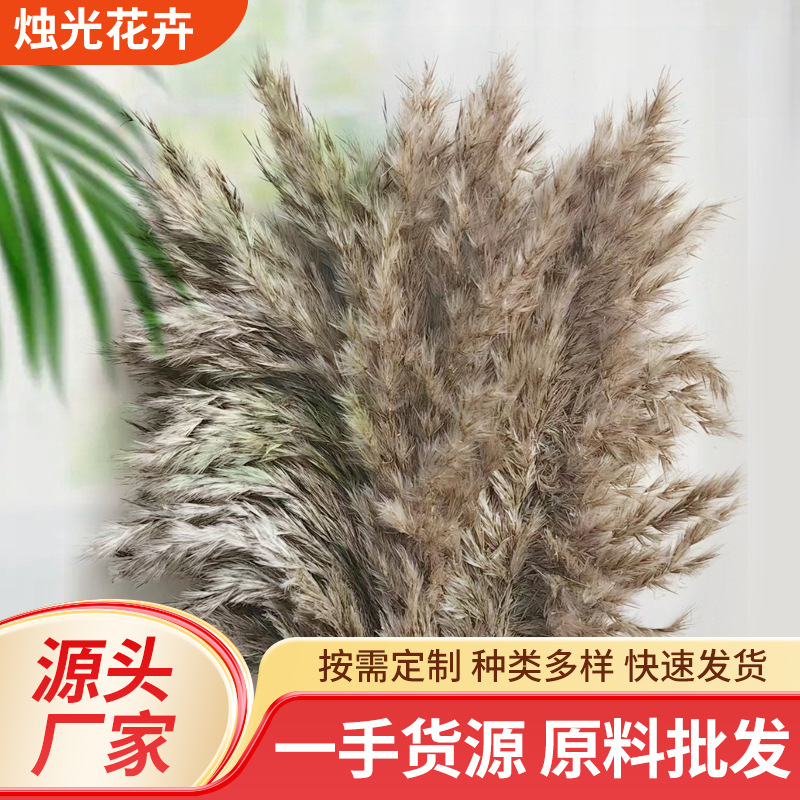 Dried Flower Bouquet, Pampas Grass, Wedding Photography Decoration, Party Living Room Decoration, Amazon Temu Artificial