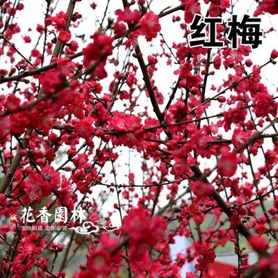 홍매화 2cm [그해에 피는