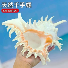 海螺/贝壳;工艺原料;女士单肩包