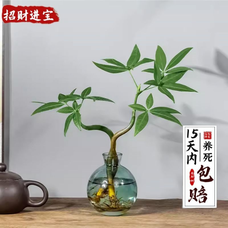 만명의 총: 행운의 이중 극 돈나무 + 가벼운 럭셔리 작은 파란색 병