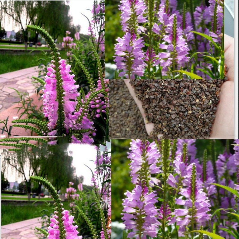 Semillas de flores, semillas de flores.