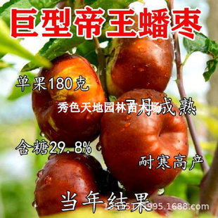 Live Jujube Seedlings Grafted Jujube Saplings Extra Large Oil Flat Crisp Jujube Seedlings Courtyard Potted Ground Planting Fruit Tree Fruit Seedlings