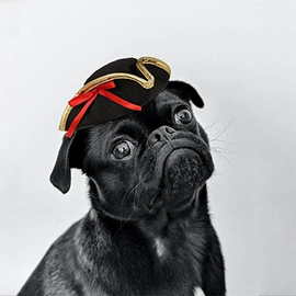 狗狗服装;其他小宠用品;宠物周边用品