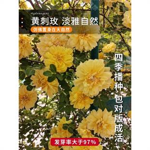 �S��õ�ѻ��N�Ӽt��õ����õ���̾����S��ݮ��Ƥ�Nޱõ�廨�N��