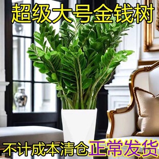 ������X�����Կ͏d�҃�ֲ���X���ӾGɫ�k���Ҵ��;Gֲ�_�I�lؔ��