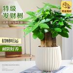 特级发财树室内绿植四季常青办公室桌面小盆栽送礼招财植物好养活