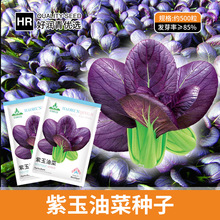 厂家大量批发紫油菜种子紫色青梗菜小青菜种籽四季盆栽蔬菜种子