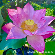 ļͺɻNźˮBԺɏźN^pɻNɏ